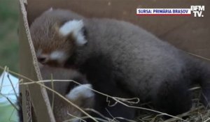 Pour la première fois, deux bébés pandas roux sont nés dans un zoo en Roumanie