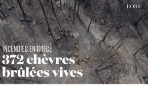 Désolation sur l’île d’Eubée, en Grèce, ravagée par les incendies
