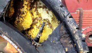 Ce qu'il va trouver dans ce pneu de camion est incroyable : nid d'abeille géant