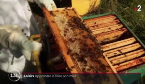 Miel : à l'école des apiculteurs convertis