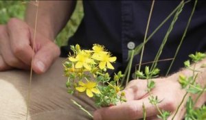 Santé - Attention aux plantes toxiques !