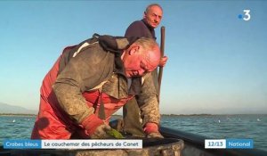 Pyrénées-Orientales : à Canet, la prolifération de crabes bleus est un cauchemar pour les pêcheurs d'anguilles