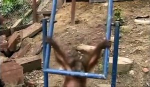 Pauvre petit orang-outan... Balançoire en pleine face