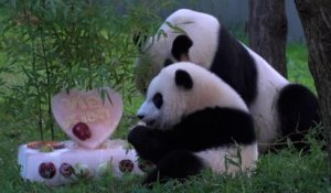 Un gâteau pour Xiao Qi Ji, le bébé panda de Washington né durant la pandémie