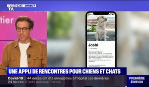 Un refuge allemand lance une application de rencontre entre chiens, chats et futurs propriétaires