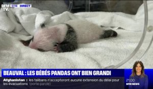 Nés il y a 3 semaines, les bébés pandas du zoo de Beauval ont déjà bien grandi