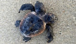 États-Unis : une tortue à deux têtes a été découverte en Caroline du Nord