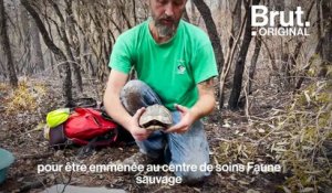 Incendies du Var : au secours de la tortue d'Hermann