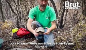 Dans le Var, de nombreuses tortues blessées par les incendies sont recueillies