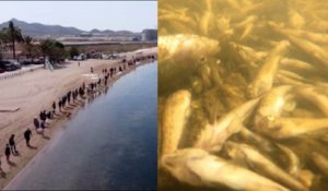En Espagne, une chaîne humaine pour dénoncer la mort de millions de poissons