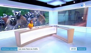 Vol de lémuriens dans un zoo de la Drôme : deux hommes interpellés et incarcérés
