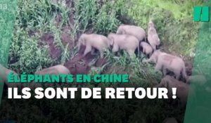 Après son périple en Chine, le troupeau d’éléphants migrateurs revient à son point de départ