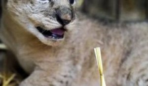 Naissance surprise de deux lionceaux au Zoo d'Amnéville