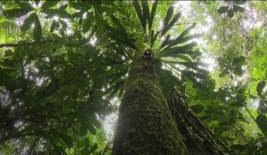 Fenêtre sur les Outre-mer - Guyane : bois de rose pour économie verte