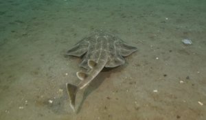 Pays de Galles : un photographe filme sa rencontre avec un requin-ange, une espèce rare en voie de disparition