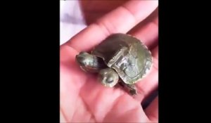 Il découvre une tortue à 2 têtes... du jamais vu