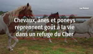 Chevaux, ânes et poneys reprennent goût à la vie dans un refuge du Cher