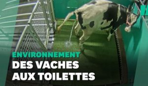 Des vaches entraînées à uriner au petit coin pour réduire les gaz à effet de serre