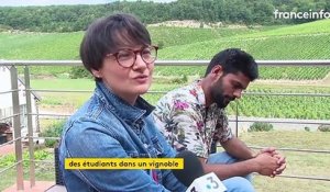 Dans l'Yonne, des étudiants étrangers à la découverte des vignobles pour sortir de l'isolement