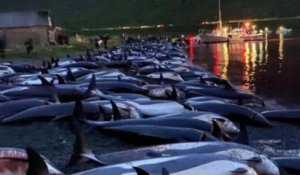 Îles Féroé : plus de 1 400 dauphins ont été tués, un triste record pour cette chasse traditionnelle