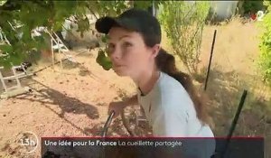 Une idée pour la France : les cueillettes solidaires contre le gaspillage