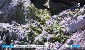 Algues vertes en Bretagne : vive inquiétude après la mort de deux chiens