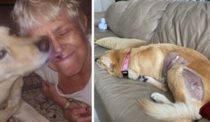 Floride : une femme de 74 ans sauve sa chienne d'une attaque d'alligator
