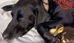 Floride : une chienne héroïque a sauvé ses amis canards d'une attaque d'alligator