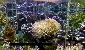 Océans : l'inquiétante disparition des coraux