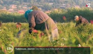 Alpes-Maritimes : la récolte des tubéreuses et du jasmin, des fleurs aux mille parfums
