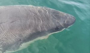 Espagne : un grand requin blanc aperçu dans le port de La Corogne, une présence qui interpelle les scientifiques