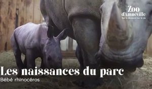 Naissance d'un bébé rhinocéros au zoo d'Amnéville