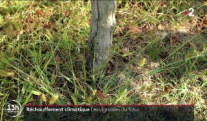 Lot-et-Garonne : à la découverte des vignobles du futur pour lutter contre le réchauffement climatique