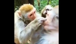 Pénurie de docteurs... prenez un singe