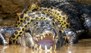 Brésil : une photographe immortalise un combat extrêmement rare entre un caïman et un anaconda