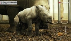 Pays-Bas : naissance d'un bébé rhinocéros blanc du Nord au zoo d'Arnhem