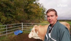 «Né, élevé et abattu à la ferme » : l’abattoir mobile se déplace chez les éleveurs bovins