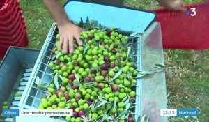 Agriculture : la récolte d'olives s'annonce très prometteuse