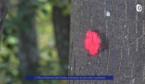 Reportage - L'ONF entretient le bois des Vouillants