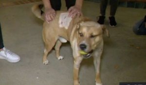 Los Angeles : un pitbull souffre de graves blessures après avoir chassé un puma de la propriété de ses maîtres