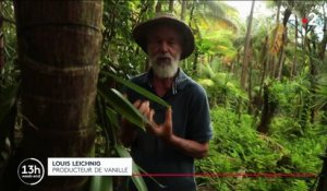 Réunion : la vanille givrée, un petit trésor de la nature