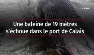 Une baleine de 19 mètres s’échoue dans le port de Calais