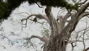 Fenêtre sur les Outre-mer - Les baobabs menacés