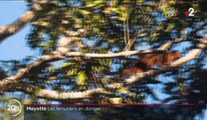 Mayotte : les lémuriens en danger