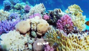 C'est toujours pas sorcier : sauvons les coraux - Bande annonce