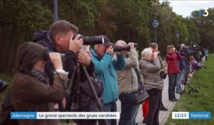 Animaux : les grues cendrées s'aventurent au nord de l'Allemagne