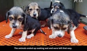Etats-Unis: 360 chiots beagle retrouvés morts dans une usine qui les élevait pour les vendre ensuite et devenir cobayes d’expériences