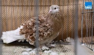  Les 3597 plus beaux pigeons de France tentent leur chance à Rennes 