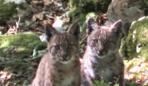 Lynx aperçus dans le Doubs : «L’espèce est toujours considérée comme en danger en France»