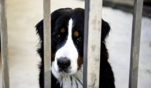 Le Parlement français adopte à titre définitif la proposition de loi contre la maltraitance animale